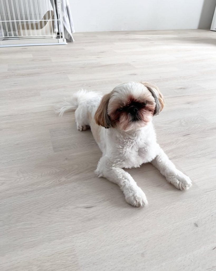 犬のためのクッションフロアを敷いた部屋。愛犬のための抗菌・消臭・抗ウイルス対応の床