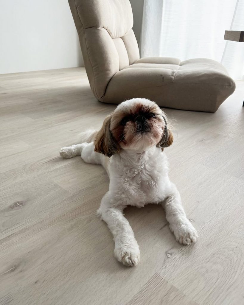 犬のためのクッションフロアを敷いた部屋。愛犬のための抗菌・消臭・抗ウイルス対応の床