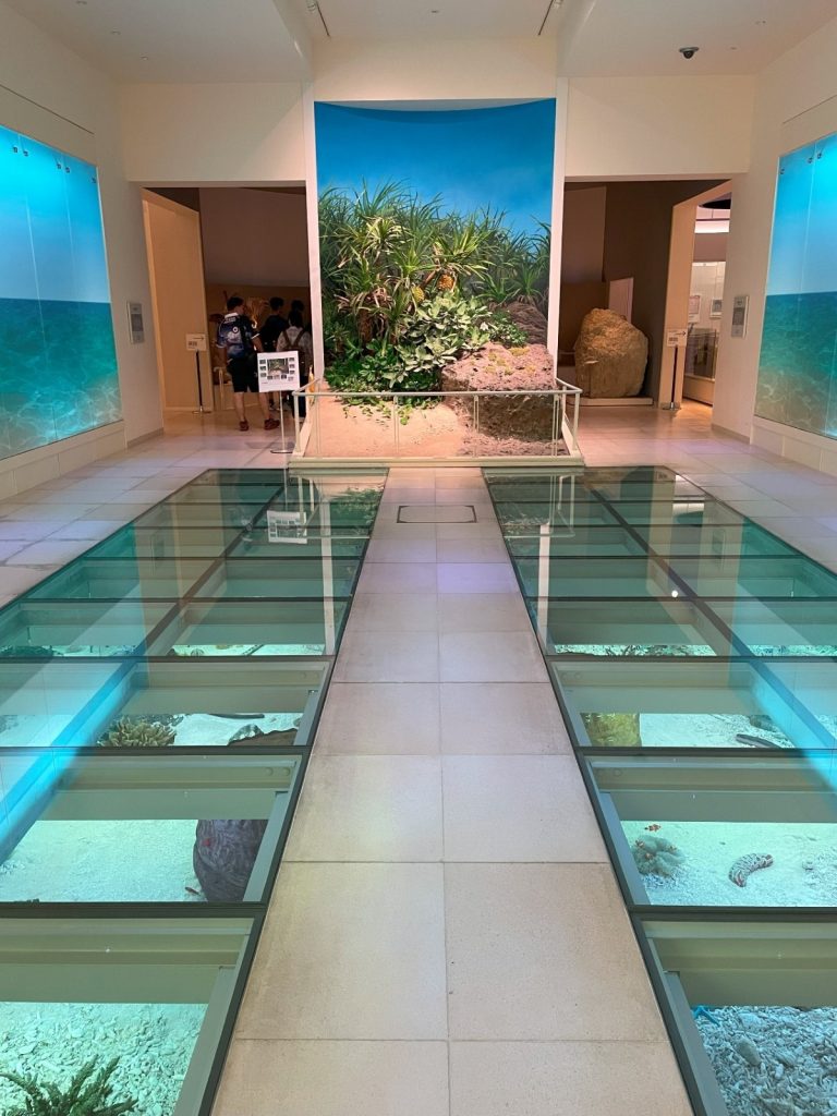 沖縄県立博物館美術館(おきみゅー)のガラス床展示と沖縄の自然