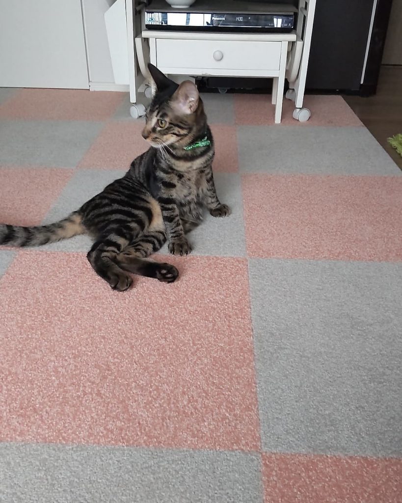 フローリングに敷かれたピンクとグレーのチェック柄タイルカーペットと猫