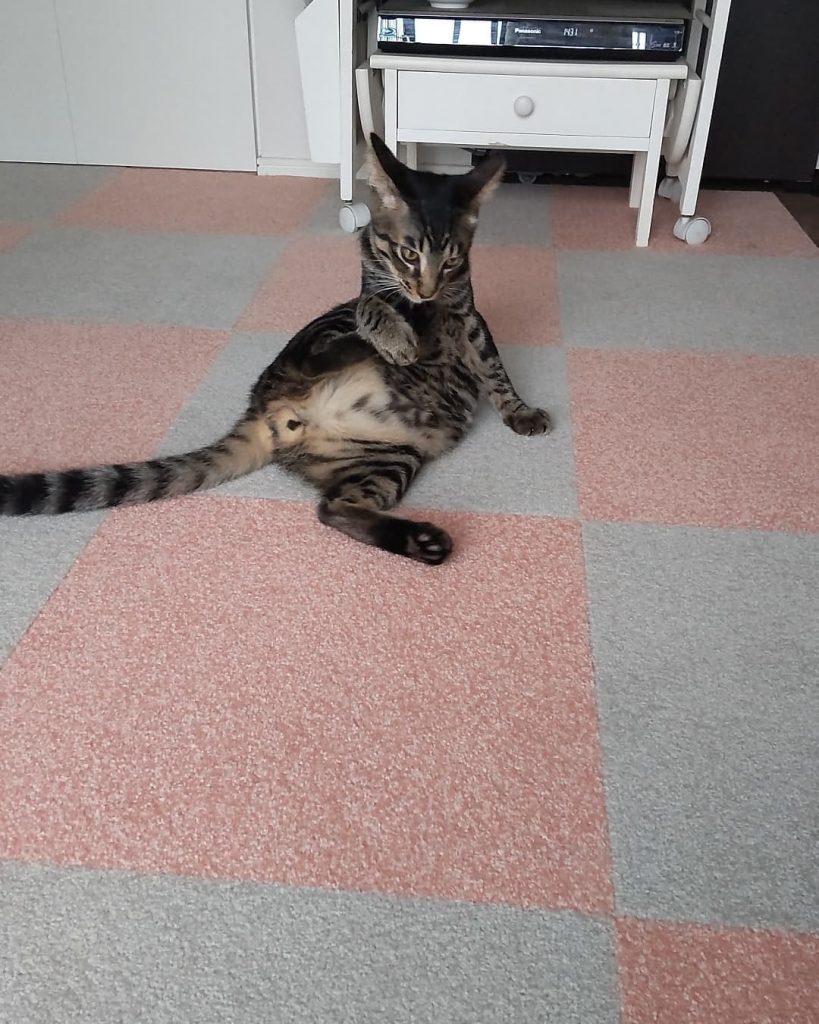 愛猫の関節保護と防音対策にDIYされたタイルカーペット