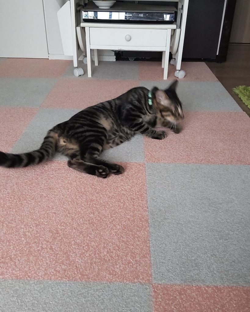 猫のために敷かれたおしゃれなタイルカーペット