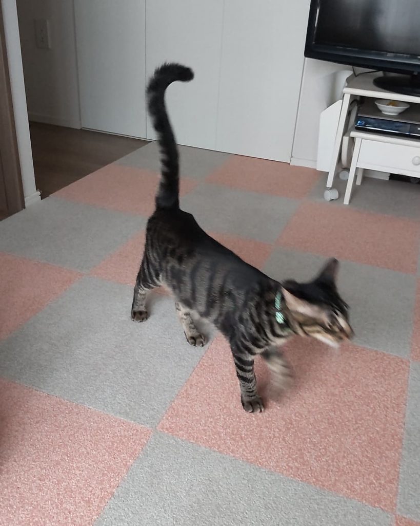 タイルカーペットの上を歩く保護猫