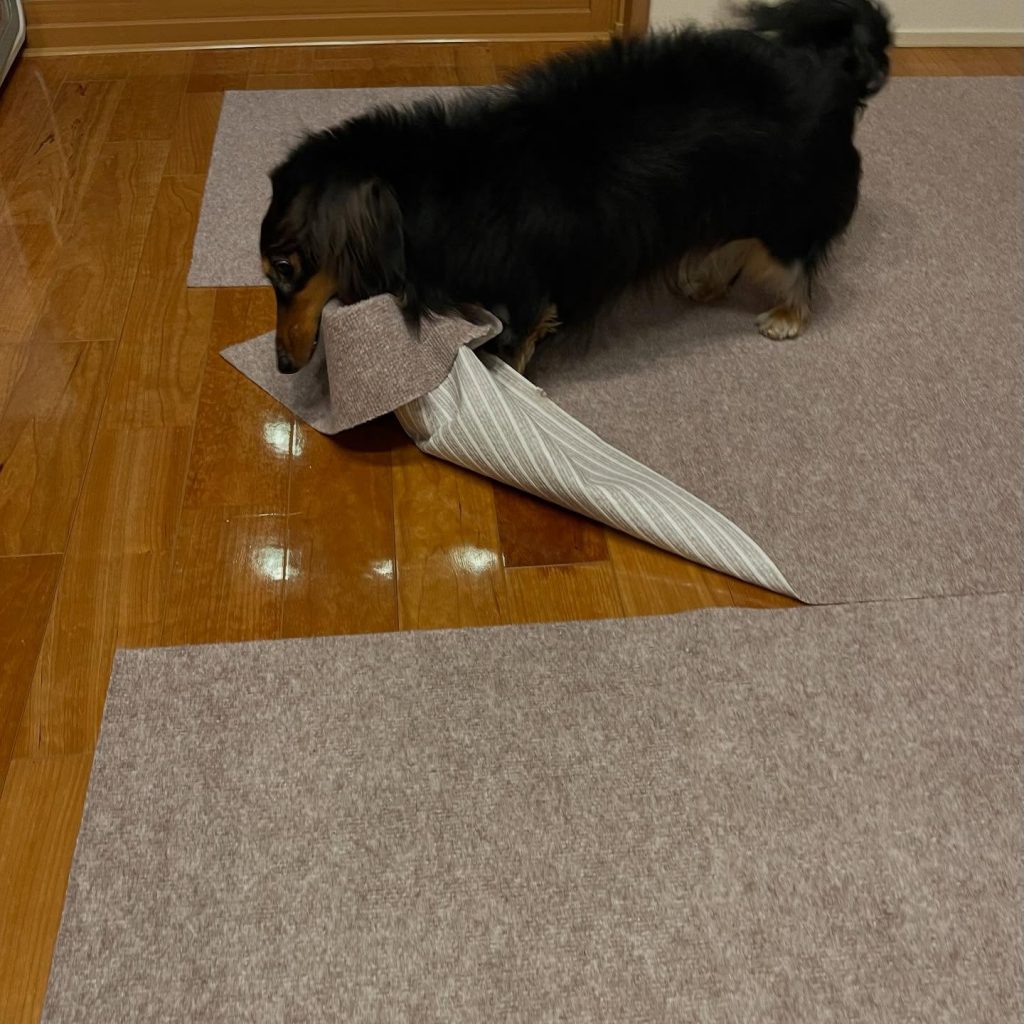 ラグリエのペットマット施工前の様子。木目フローリングの上で既存マットをめくる犬の様子