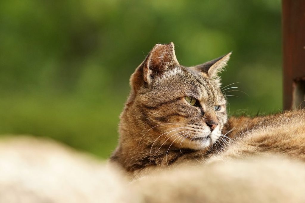穏やかな表情でくつろぐ地域猫。人と猫が共生し、安心して暮らせる環境づくりの大切さを伝える