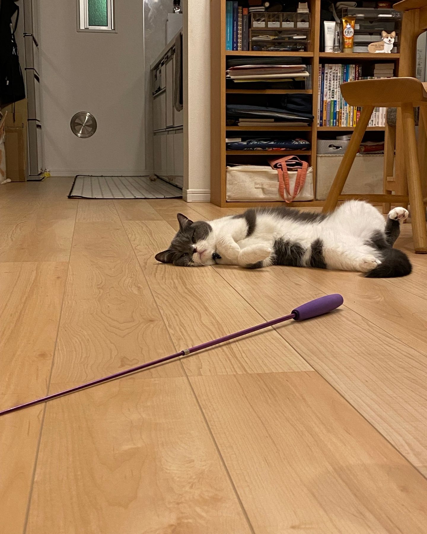 床DIY前のリビングダイニング。既存のフローリングの上で猫がおもちゃの近くでくつろいでいる様子