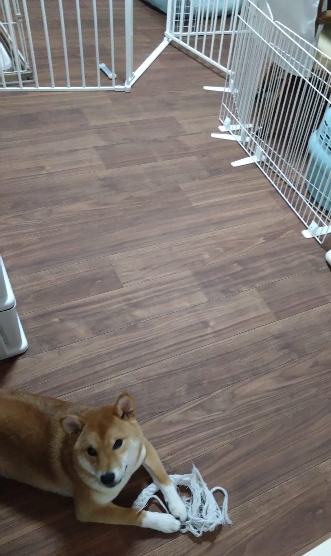 ラグリエのペットマット シャインウォールナット 184cm幅（92cm×2本）を犬の生活スペースに敷いた室内。木目が自然に馴染み、落ち着いた雰囲気の空間で柴犬が快適に過ごしている様子。