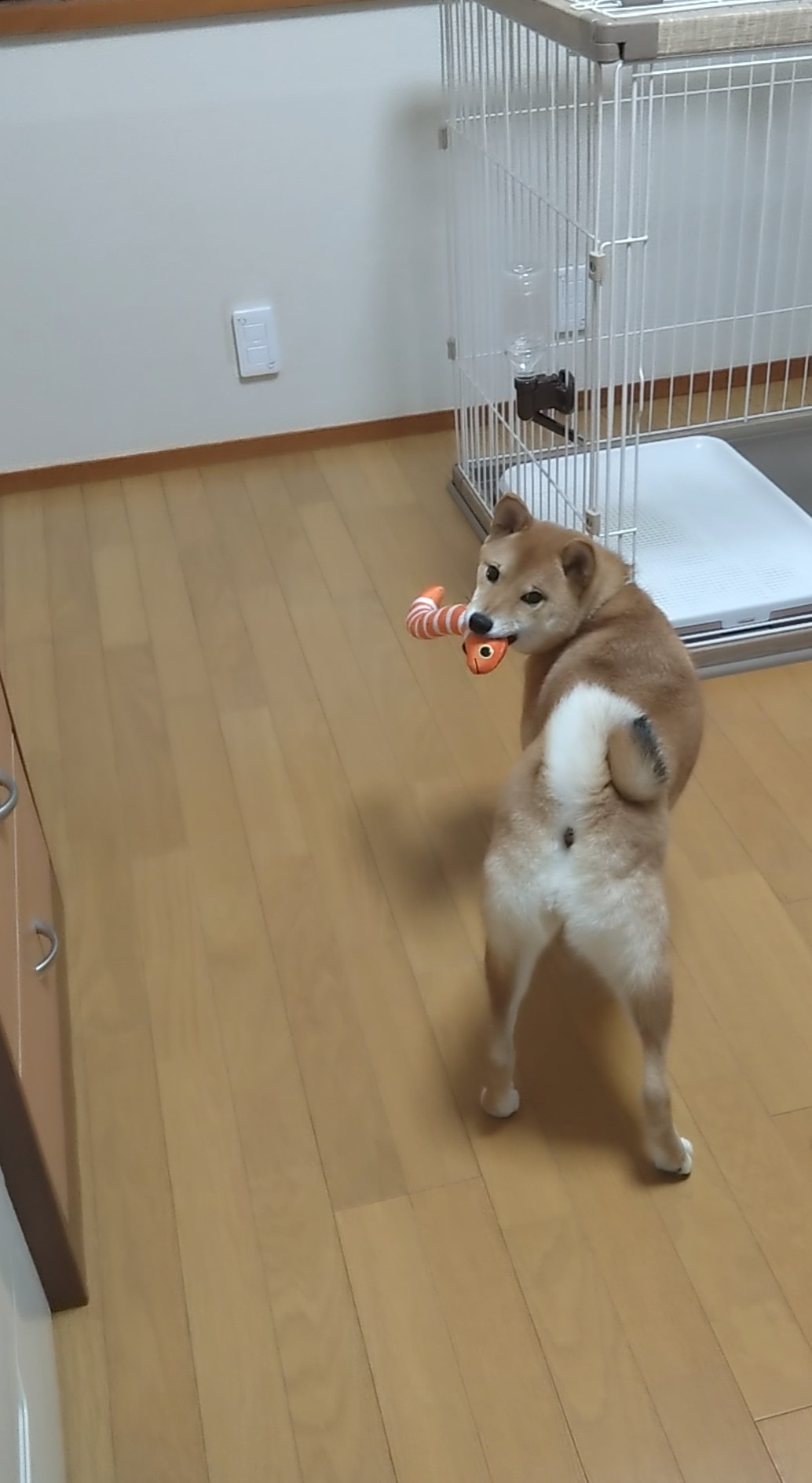 床DIY前の柴犬の生活スペース。既存のフローリングの上で犬が過ごしている様子。