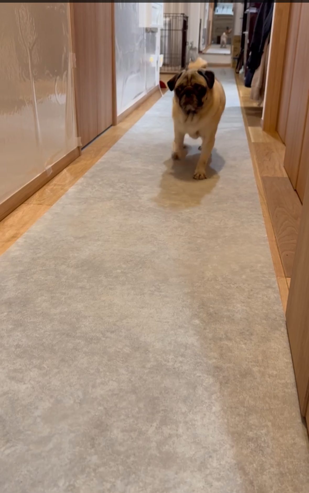 ラグリエのペットマット モルタル柄 60cm幅をリビングに敷いた室内。グレーの質感がインテリアになじみ、犬が安心して走り回れる空間になった様子。