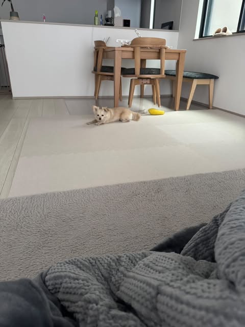 明るいリビング空間。滑りやすいフローリングの上にジョイントマットを仮敷きしている様子。