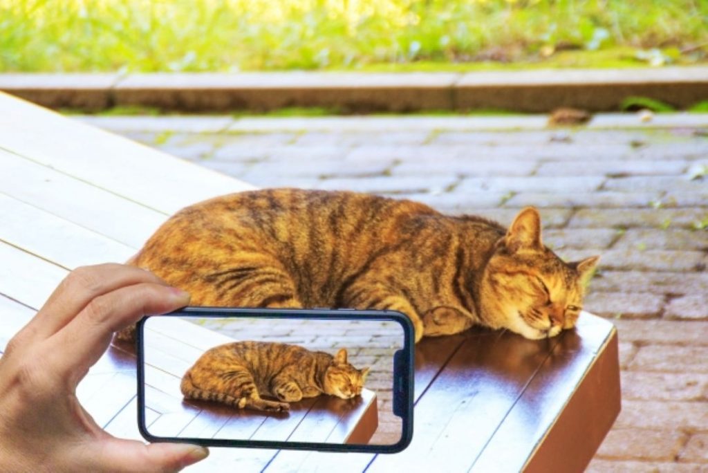 ベンチで眠る猫をスマートフォンで撮影する手元。穏やかな日常を切り取る猫動画の撮影シーン。