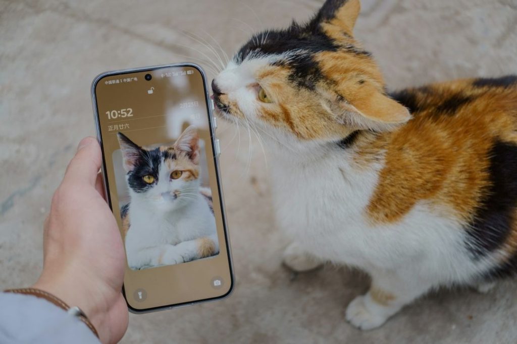 スマートフォンの画面に映る猫と、同じ猫が並ぶ様子。SNSで人気の猫投稿を象徴する構図。