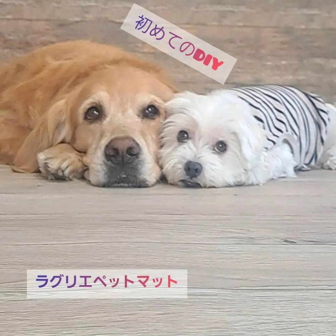 ラグリエのペットマット〈ホワイトオーク〉の上で並ぶゴールデンレトリバーとマルチーズ。リビングの床DIYに挑戦した様子のトップ画像。