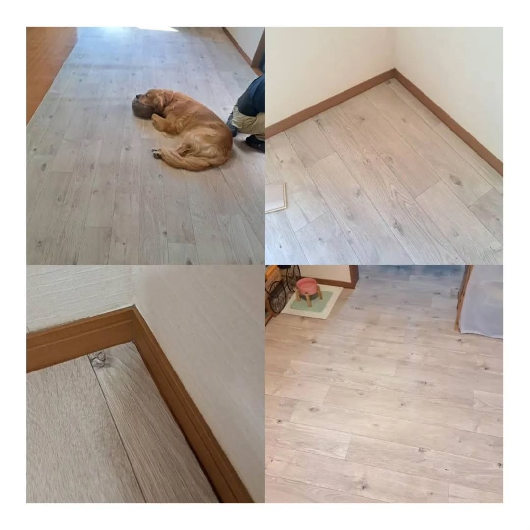 ラグリエのペットマット〈ホワイトオーク〉を敷き終えたリビング。木目が美しく明るい印象に。ゴールデンレトリバーがくつろぐ様子。