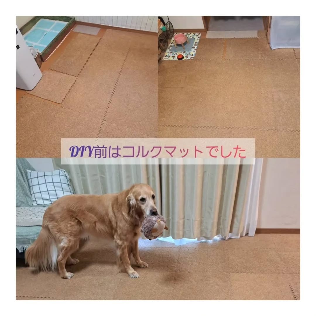 張り替え前のリビング。コルクマットを敷いた床で、ゴールデンレトリバーが立っているビフォー写真。