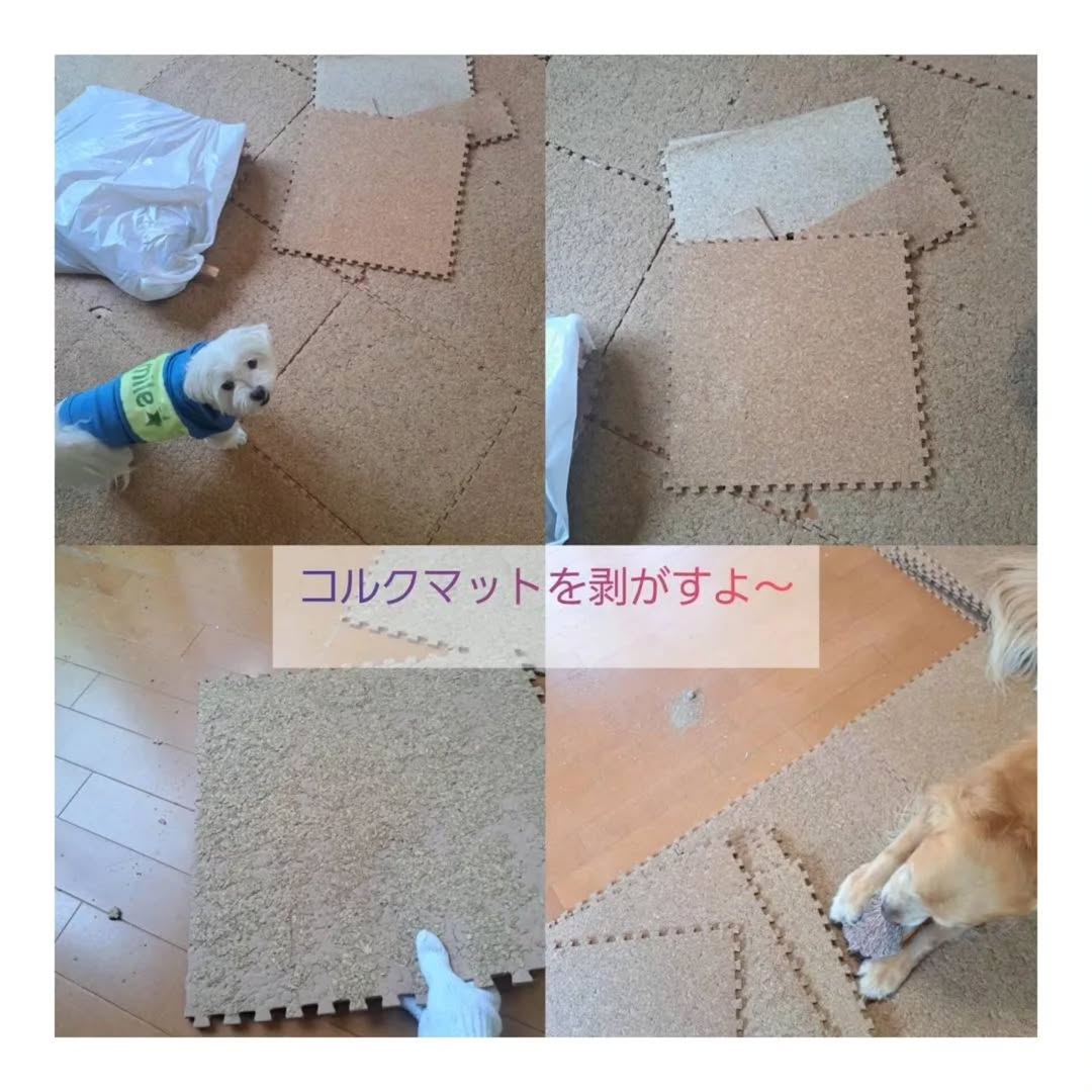 古いコルクマットを剥がす作業風景。マルチーズとゴールデンレトリバーが見守る中で床DIYの準備を進めている。