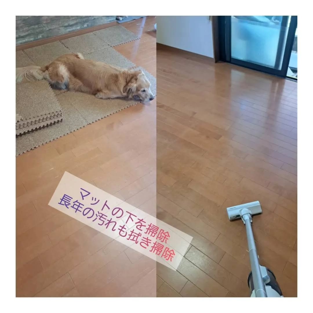 コルクマット撤去後の床を掃除。ゴールデンレトリバーが休む横で掃除機をかけ、下地をきれいに整えている。