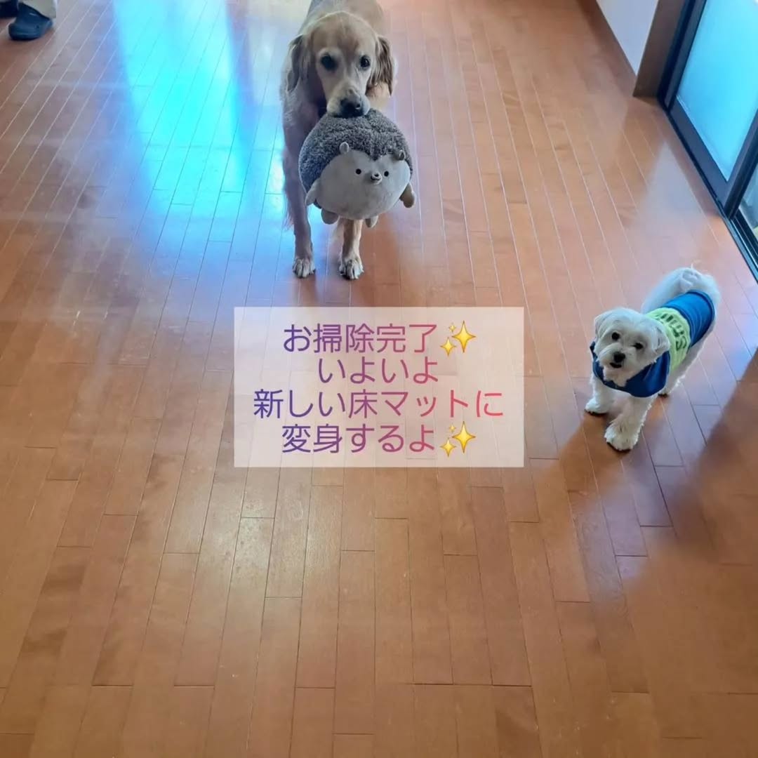 掃除を終えたリビングで並ぶゴールデンレトリバーとマルチーズ。新しいペットマットを敷く準備が整った場面。