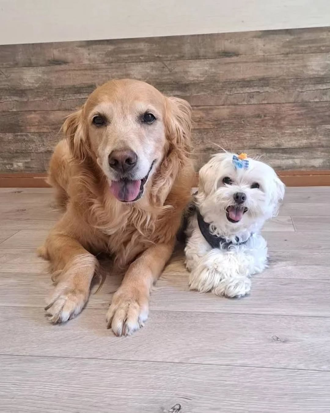 ラグリエのペットマット〈ホワイトオーク〉を敷いたリビングでくつろぐゴールデンレトリバーとマルチーズ。滑りにくい床で安心して過ごす様子。