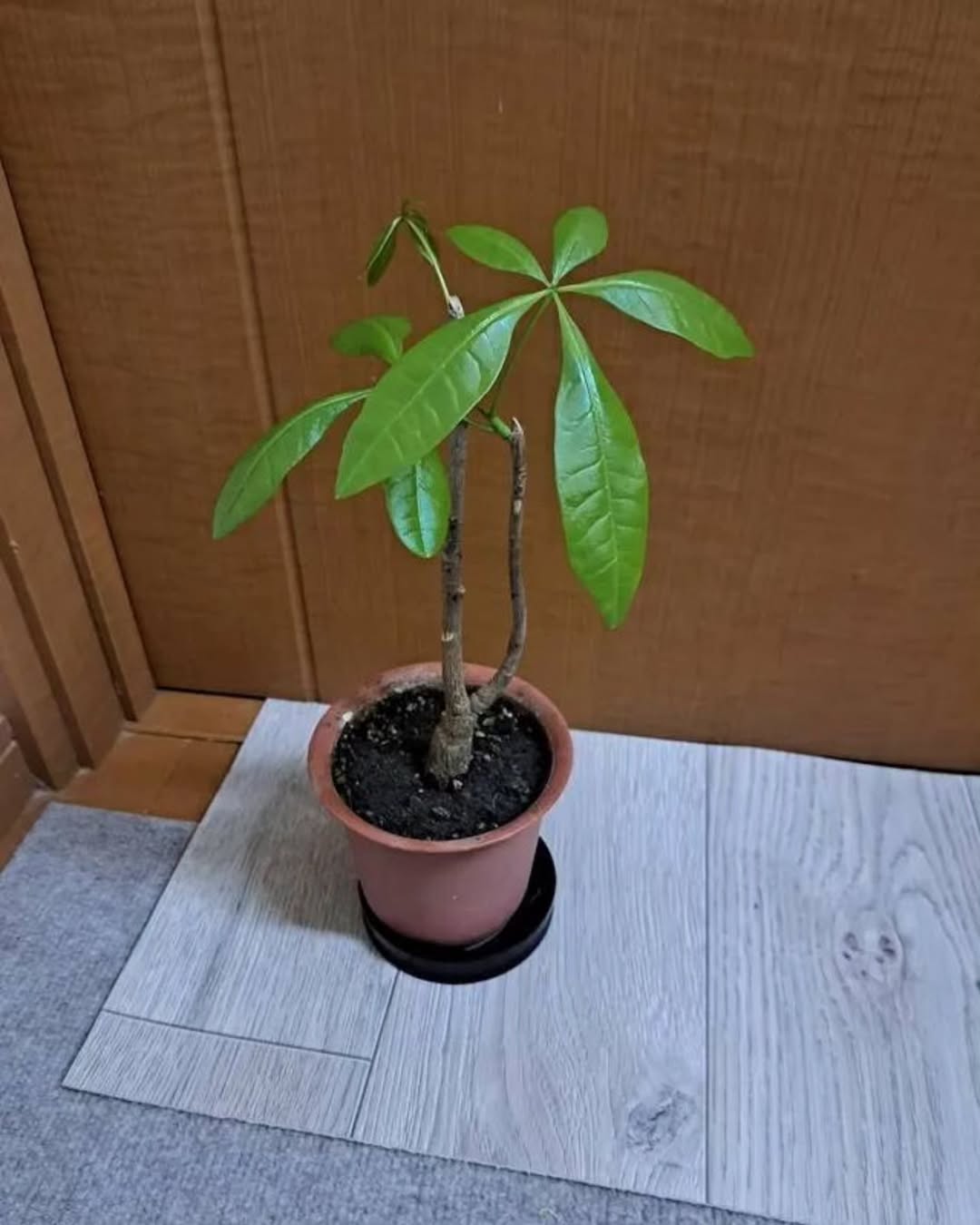 ラグリエのペットマット〈ホワイトオーク〉の上に観葉植物のポトスを配置。防水仕様のマットで、水やり後の鉢下の汚れや湿気も気にならない様子。