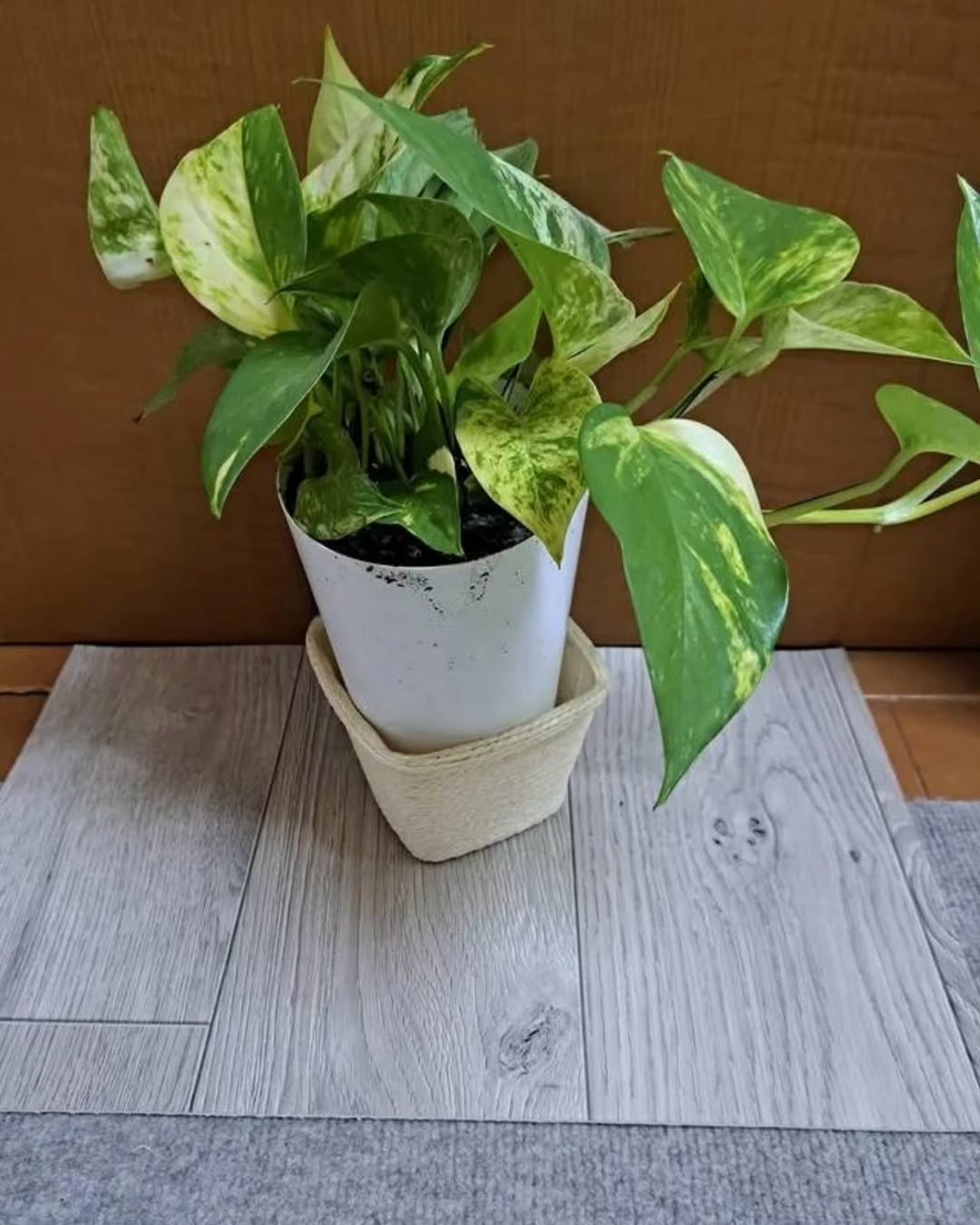 ラグリエのペットマット〈ホワイトオーク〉の上にパキラの鉢植えを設置。防水仕様のマットで観葉植物の鉢下の水はねを気にせず飾れる。