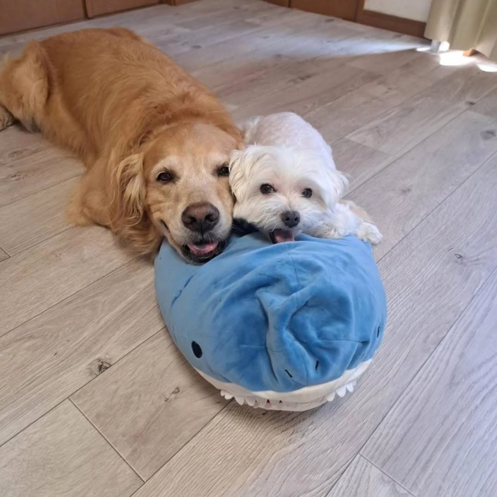 ラグリエのペットマット〈ホワイトオーク〉の上でくつろぐゴールデンレトリバーとマルチーズ。サメのぬいぐるみに顔をのせ、快適な床でリラックスしている様子。