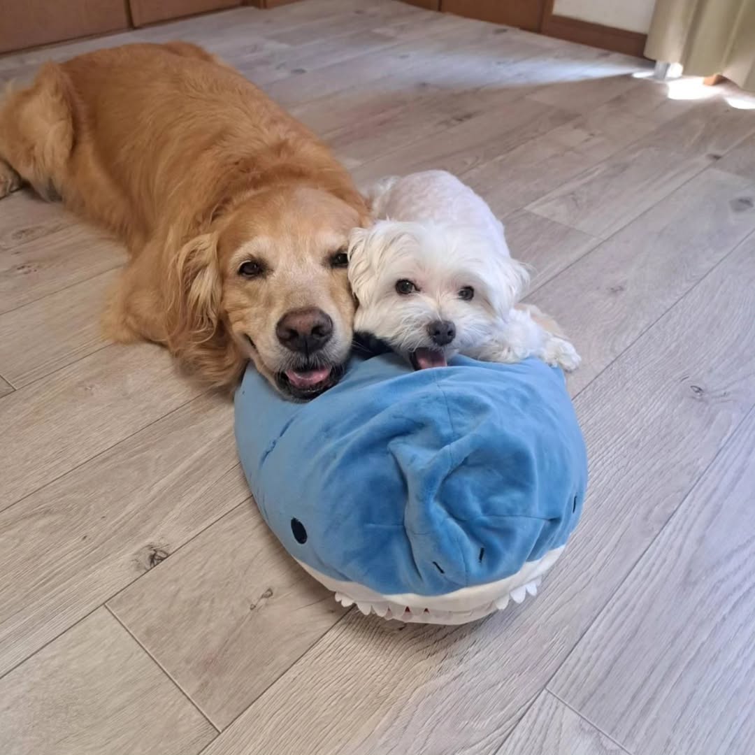 ラグリエのペットマット〈ホワイトオーク〉を敷いたリビング。観葉植物や木目調の壁が調和し、ナチュラルで落ち着いた空間に仕上がっている。