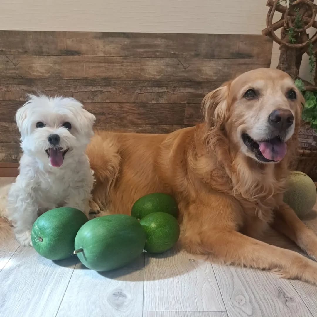 ラグリエのペットマット〈ホワイトオーク〉を敷いた洗面所。水まわりでも安心して使える防水仕様の床。