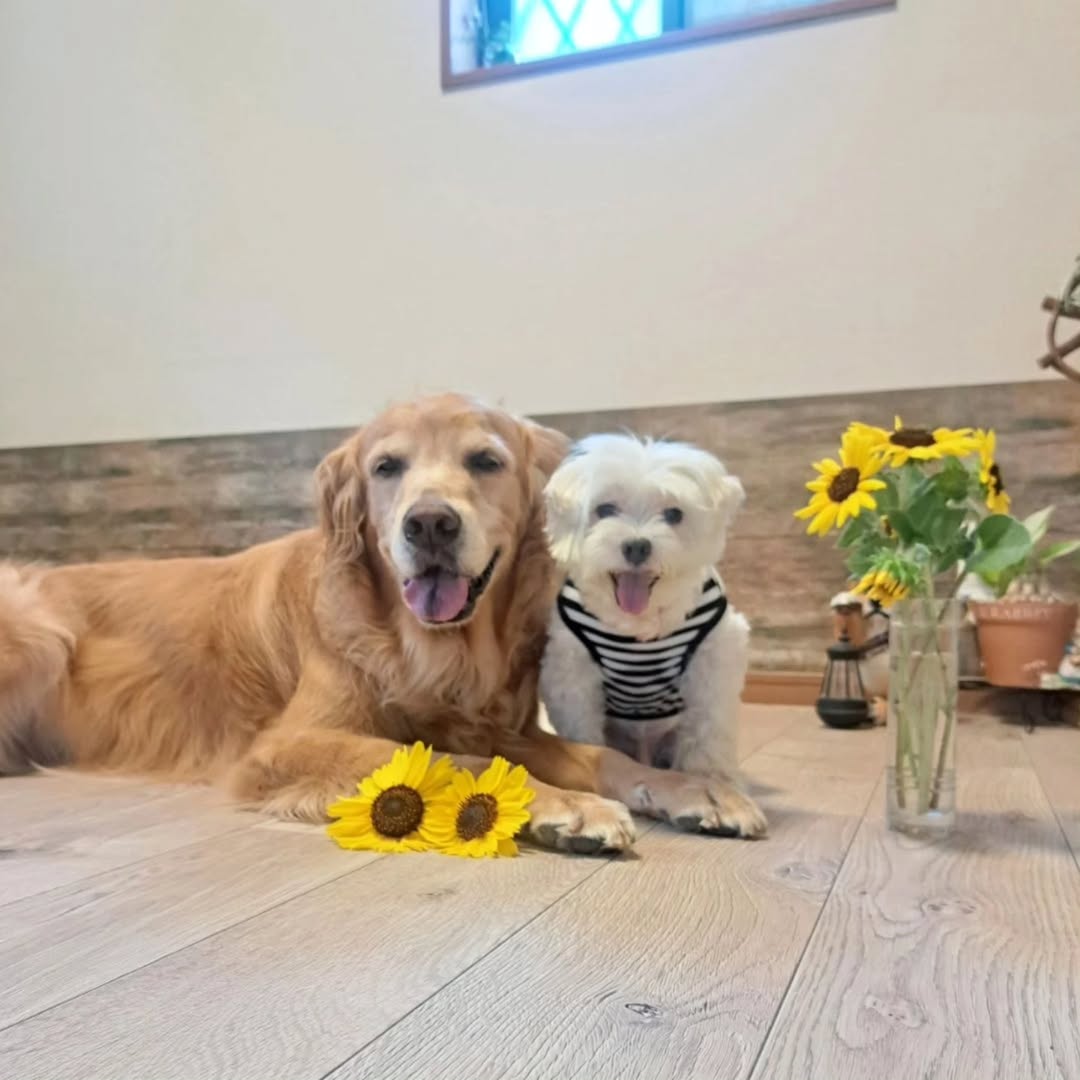 ホワイトオークのフロアマットを敷いたリビング。観葉植物を置いた明るい室内の様子。