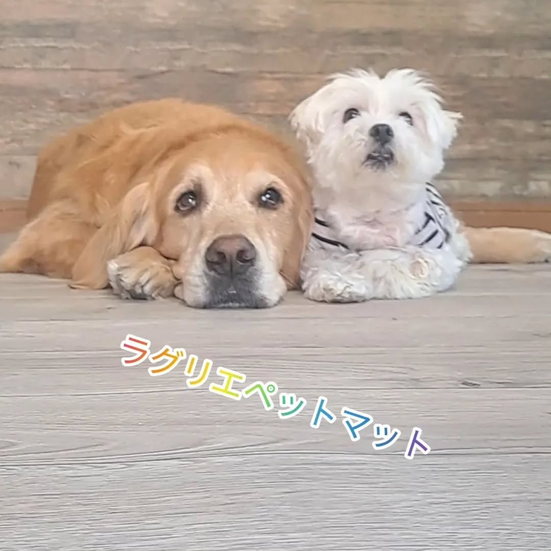 ラグリエのペットマット〈ホワイトオーク〉の上でくつろぐゴールデンレトリバーとマルチーズ。明るい木目の床でナチュラルな雰囲気のリビング。