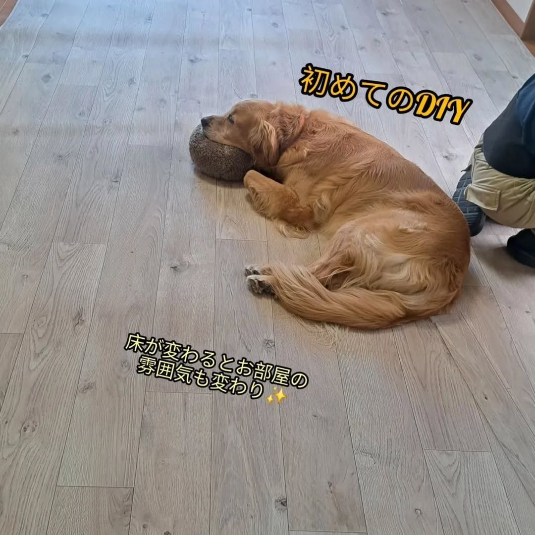 ラグリエのペットマット〈ホワイトオーク〉を敷いたリビングでDIY作業中。床が変わって空間が明るく見えるようになった様子。