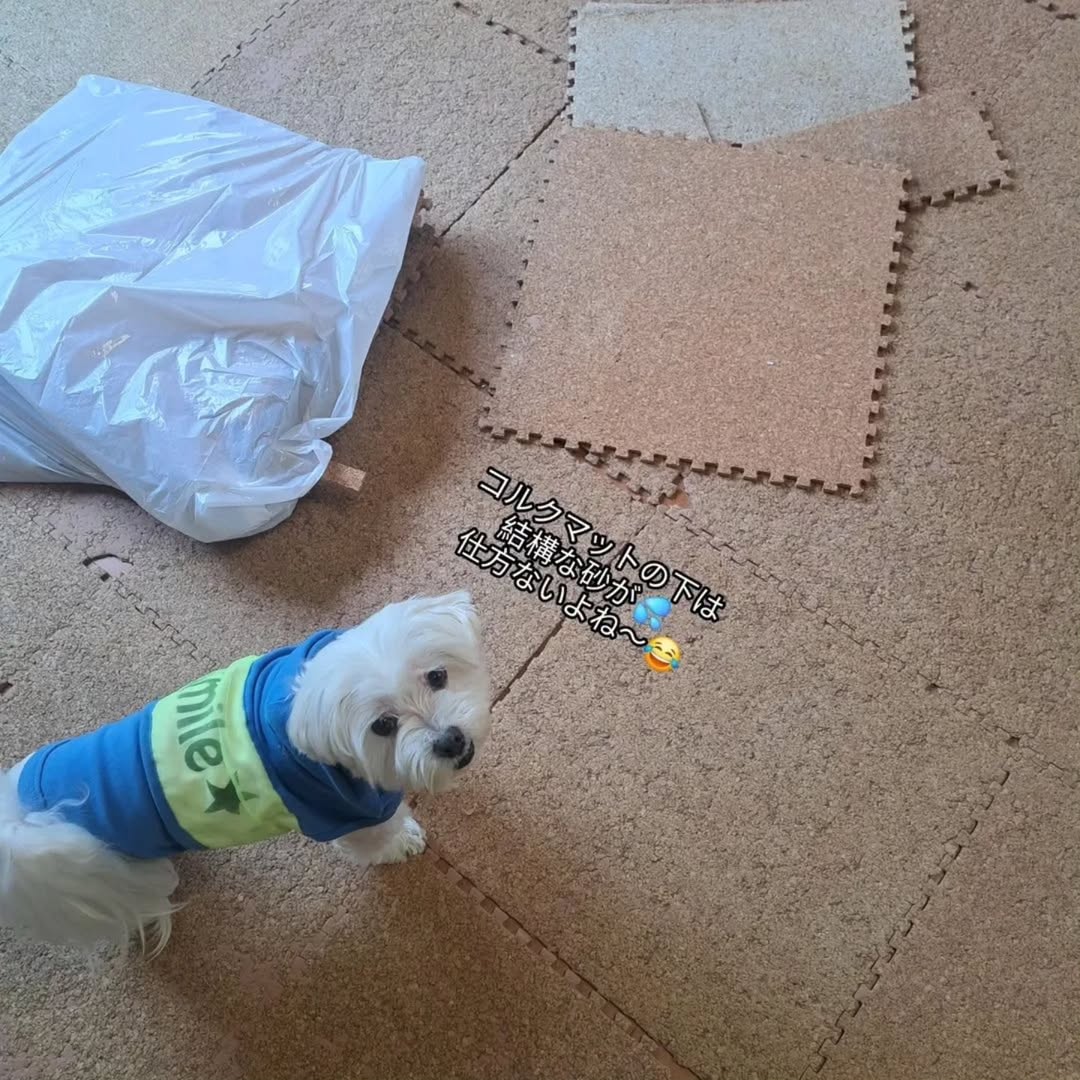 コルクマットを取り外した床の上でこちらを見るマルチーズ。コルクマットの下にできた跡が見える様子。