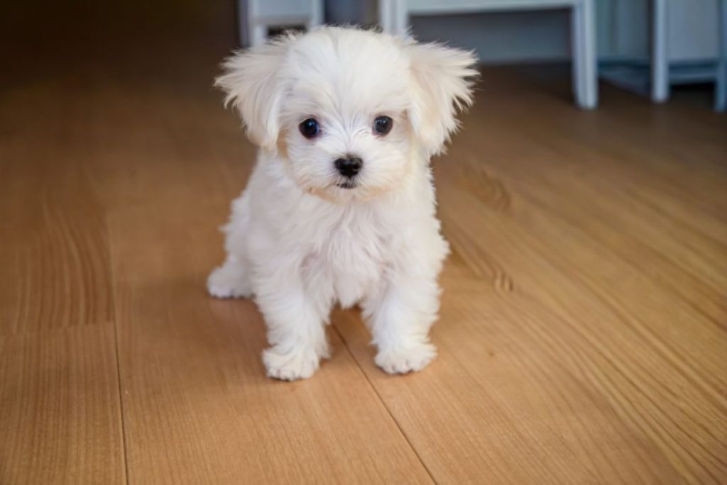 ペット可物件に入居する前の準備として、フローリングの傷対策や騒音対策を意識したい小型犬のイメージ。入居前の備えがトラブル防止につながることを示す写真