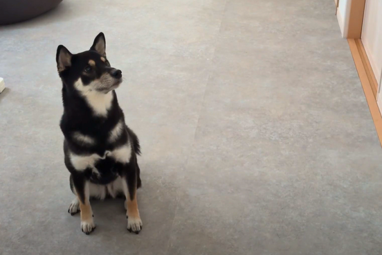 ラグリエのペットマット〈モルタル〉を敷いたリビングで黒柴が座っている様子。滑りにくさと清潔感が伝わる完成後の写真。