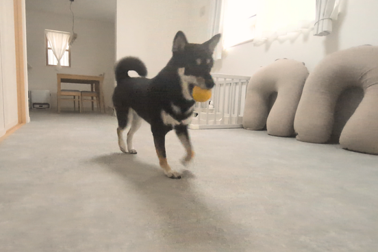 ラグリエのペットマット〈モルタル〉を敷いた賃貸リビングで黒柴が遊んでいる様子。滑りにくい床で走れる快適な環境を表現した完成後の写真。