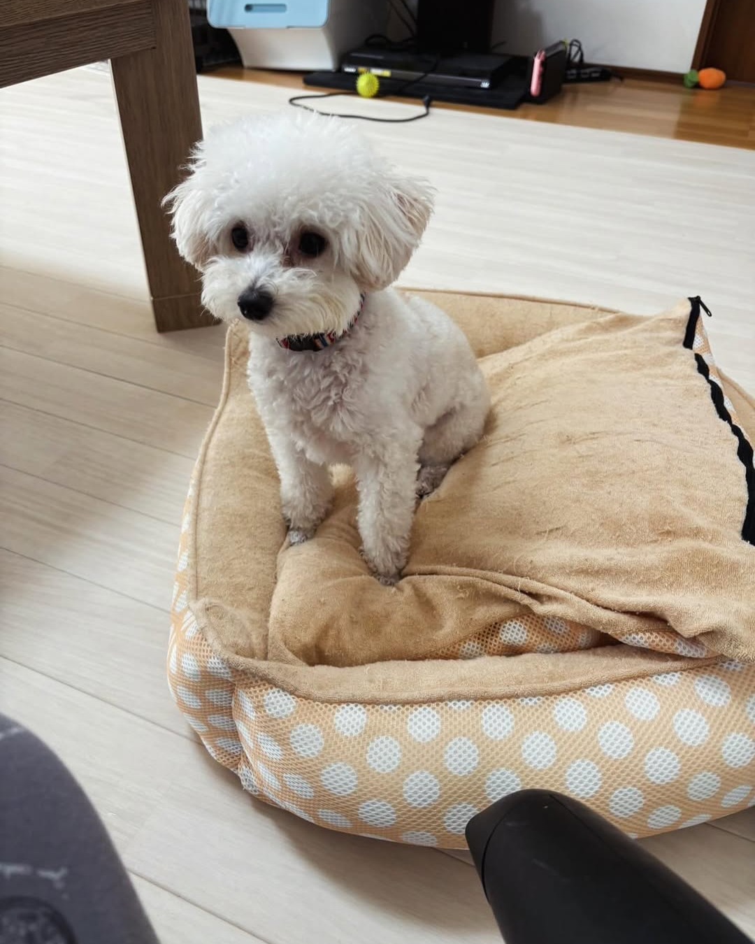 ノーザンオーク柄クッションフロアと家具の色味が調和し、居心地の良い空間に仕上がったリビング