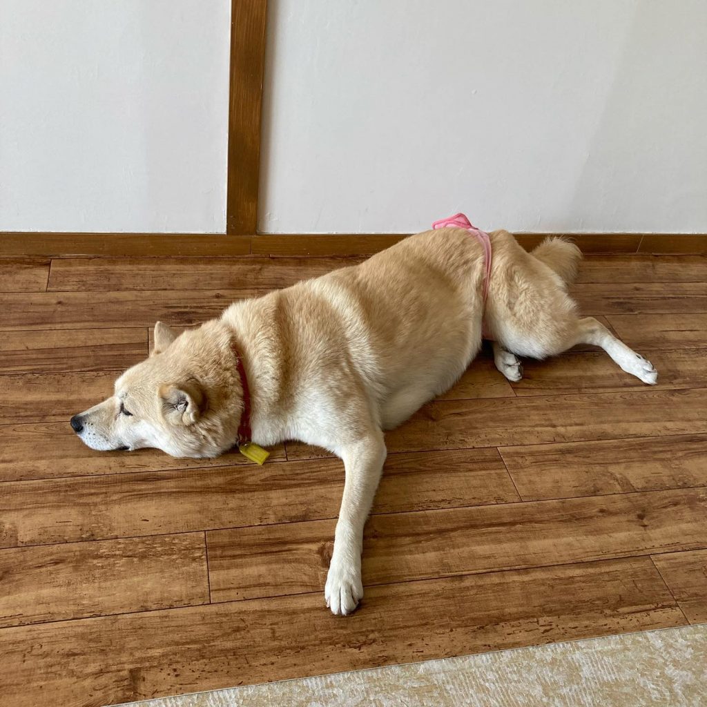 張り替え途中の木目柄の新しい床の上で、犬が体を伸ばして横になっている様子。