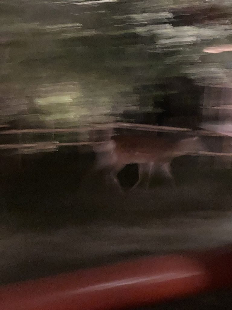 今井晶子の床旅で訪れた奈良ホテルの庭。奈良公園に隣接する敷地を鹿が通り過ぎる様子を捉えたものの、動きが速くブレた一枚。