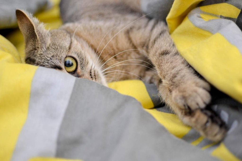 黄色とグレーの布団に包まれて寝転ぶキジトラ猫のアップ。シニア猫や体重がある猫が床で滑るリスクをイメージした写真。