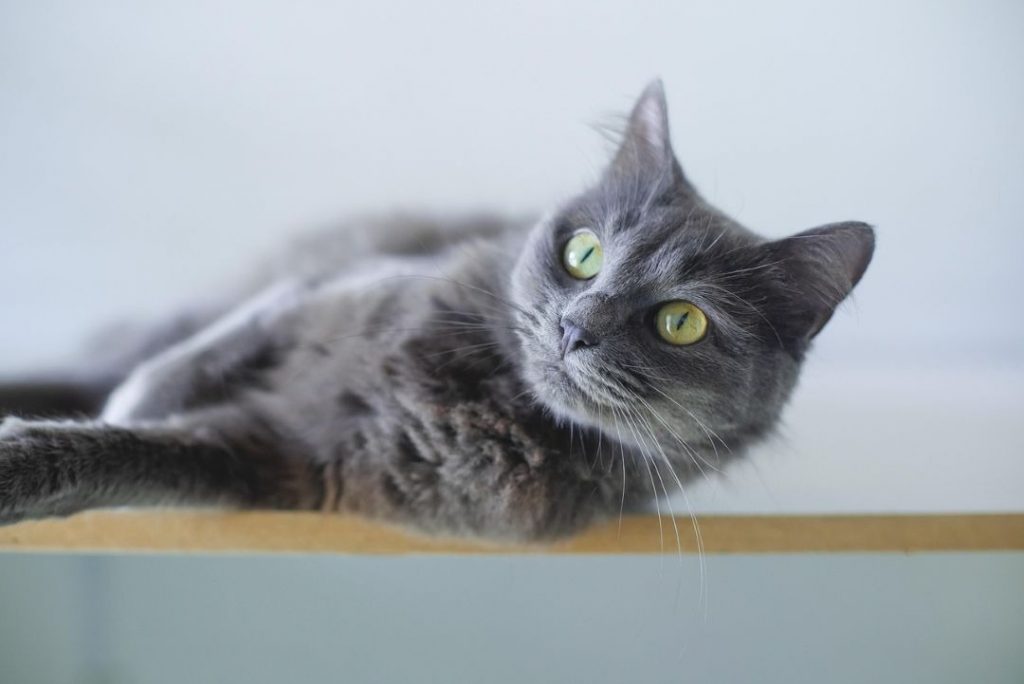 室内の棚の上で横になりこちらを見つめるグレーの猫。高い場所に上る猫の動きと床環境の安全性をイメージした写真。