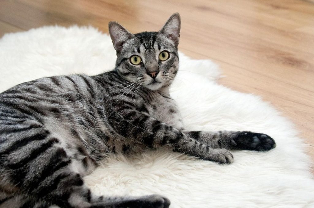 室内のフローリング上に敷かれた白いラグの上でくつろぐキジトラ猫。ツルツルした床環境と猫の肉球の関係をイメージした写真。