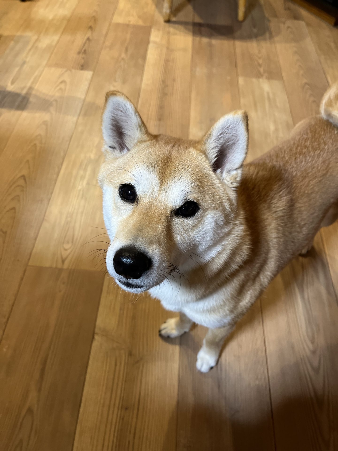 ラグリエのペットマット フォースエイジドシダーをリビングの床に敷いた様子。継ぎ目なしの184cm幅マットで柴犬が安心して立てる滑りにくい床DIY。