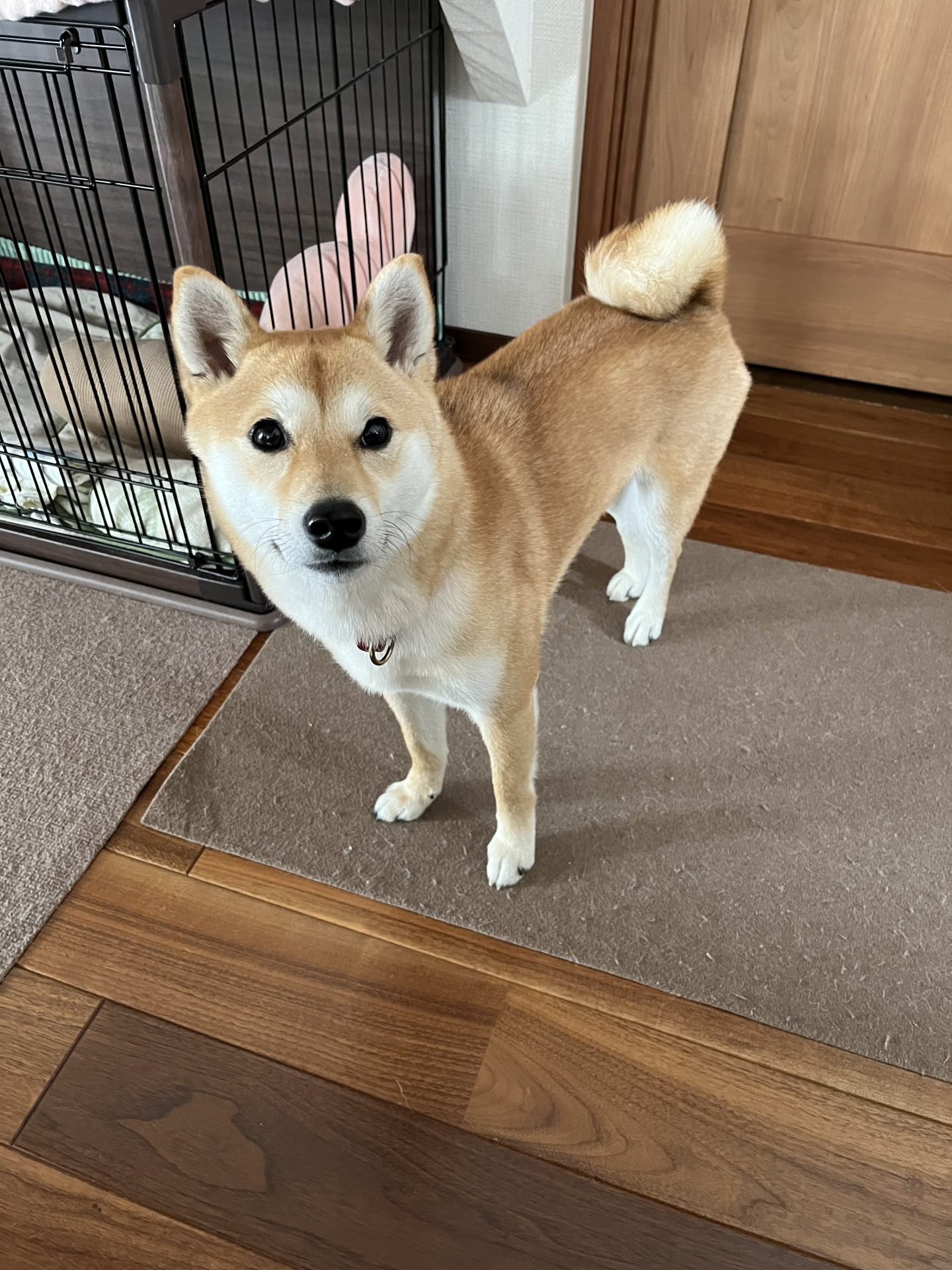 柴犬がフローリングの床の上に立っている様子。ペットマットを敷く前のリビングの床環境。