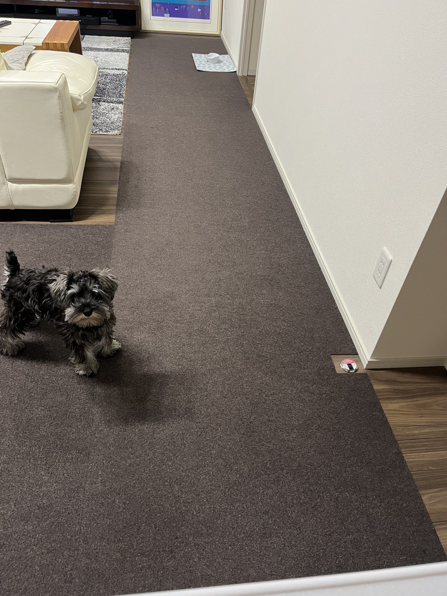 リビングのフローリングの上に茶色のカーペットを敷いた様子。小型犬が立っているペットマット施工前の床環境。