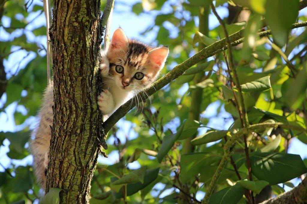 木の幹にしがみつきながら周囲を見ている小さな子猫(屋外の自然環境)