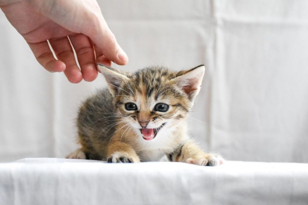 弱々しく鳴きながら前足を踏ん張る小さな子猫を、人の手がそっと触れている様子