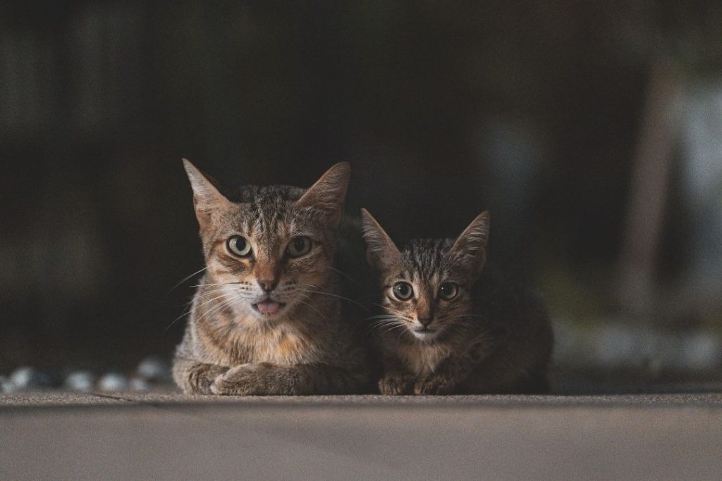 暗い場所で並んで伏せ、こちらを見つめている母猫と子猫