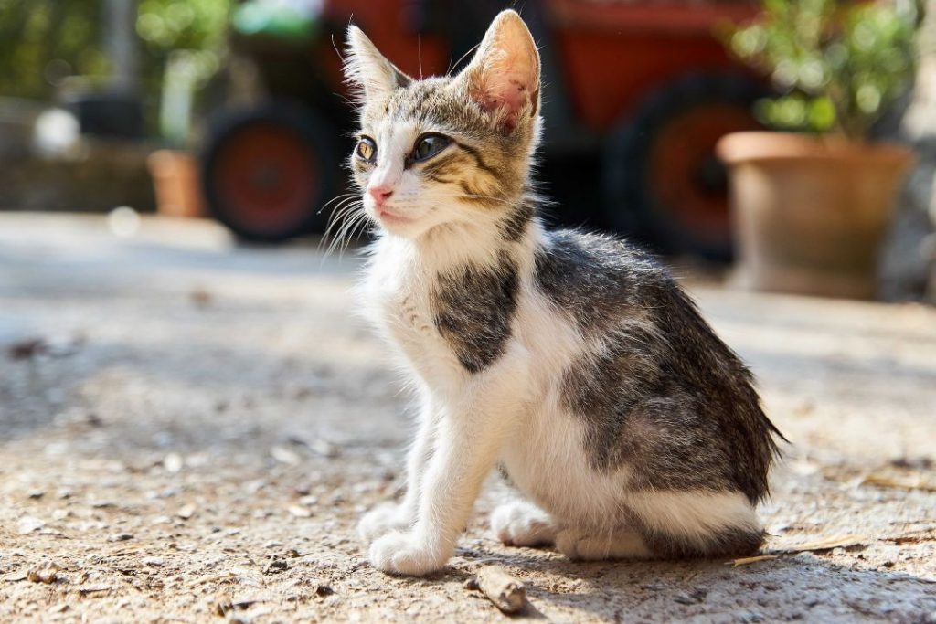 屋外の地面に座り、周囲を警戒するように見つめている子猫