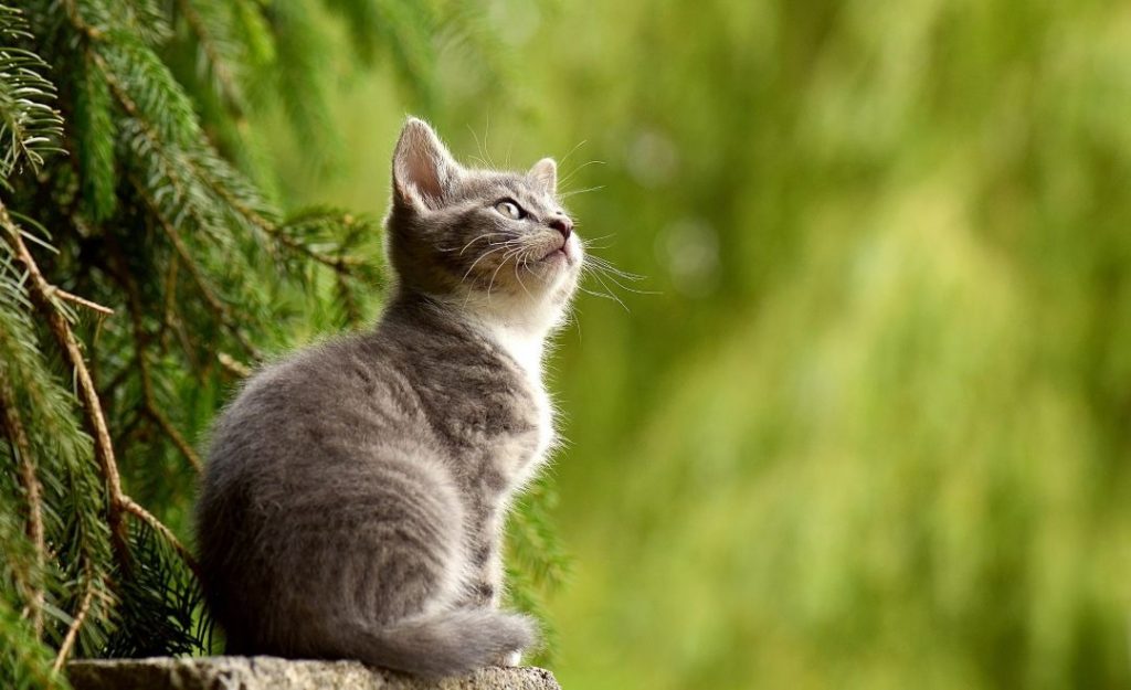 屋外の緑の中で石の上に座り、上を見上げている子猫