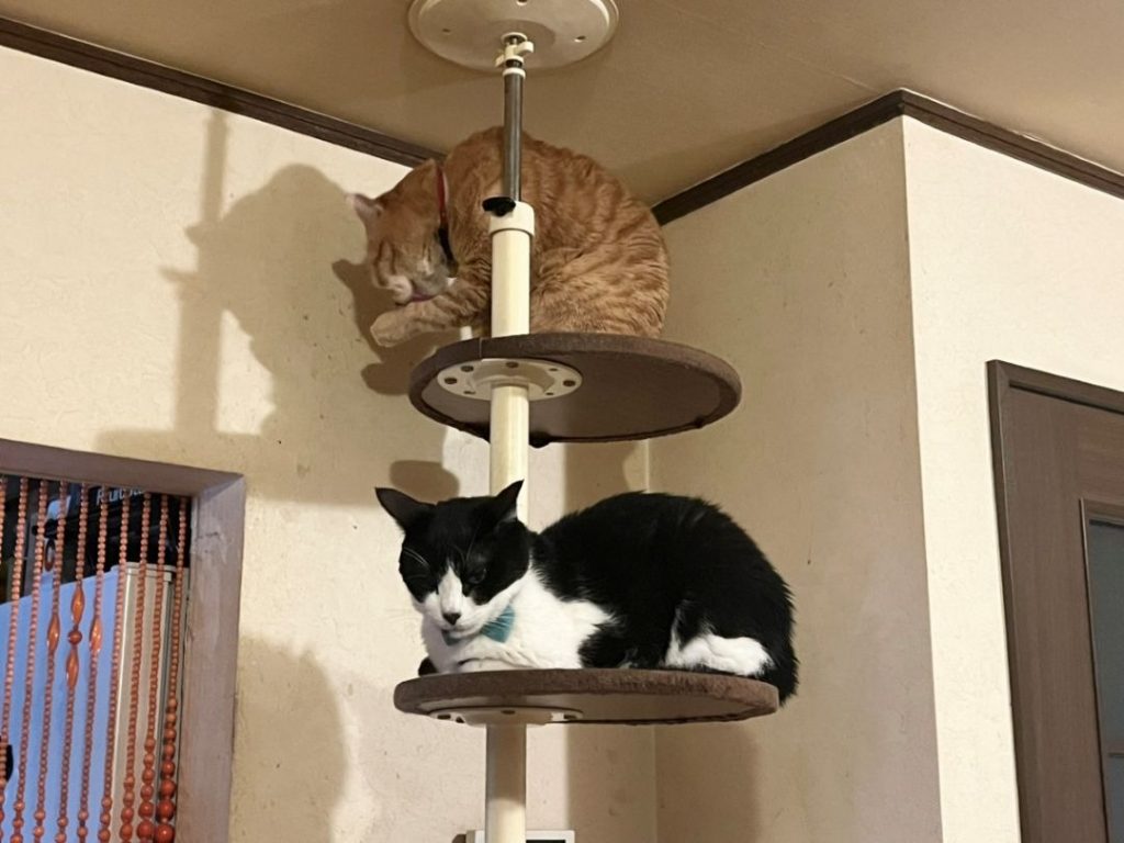 ペットマットを敷いたリビングでキャットタワーに登る猫
